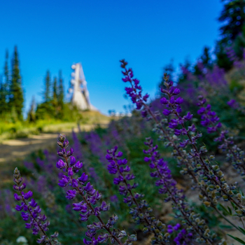 MISSION RIDGE